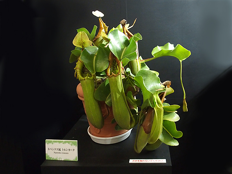 e0039703_2344187.jpg