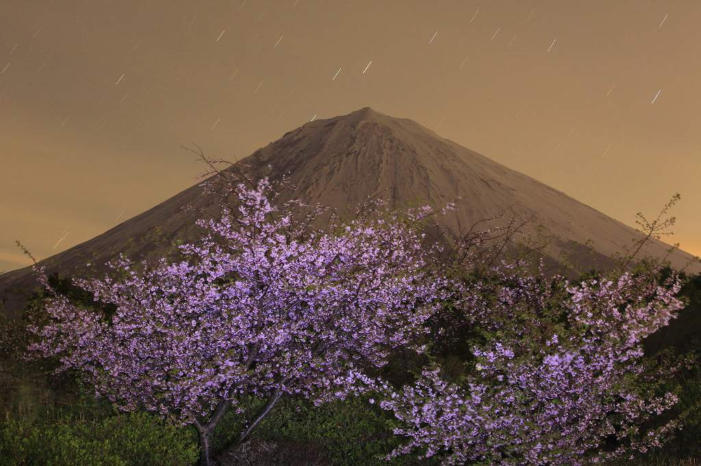 夜さくらと星グルグル_a0188405_00584006.jpg