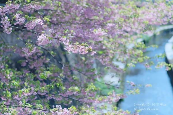 桜_b0253706_07282964.jpg