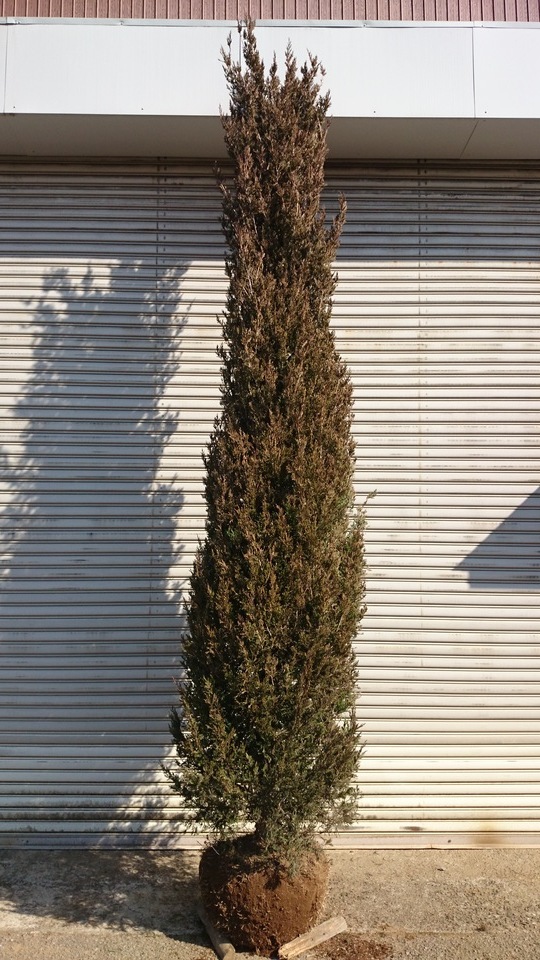 e0202111_21411104.jpg