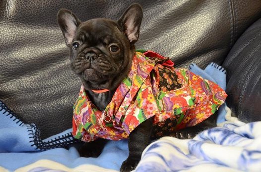 フレンチブルドッグ 世界のドッグショー The Royal Family French Bulldog Breeder