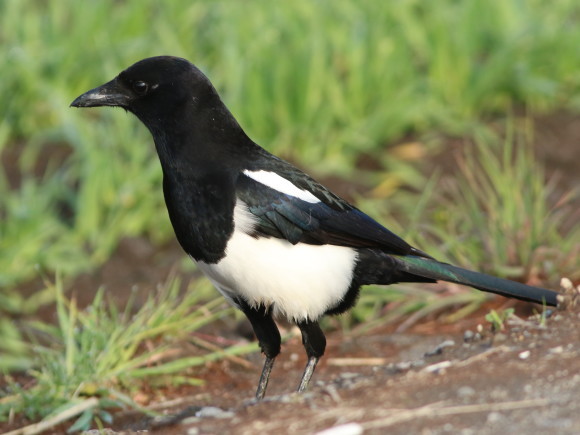 九州佐賀探鳥記 カササギ HYK_d0346713_21325672.jpg