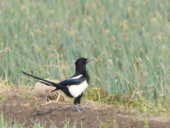 九州佐賀探鳥記 カササギ HYK_d0346713_21332306.jpg