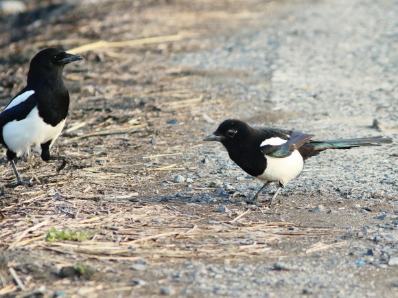九州佐賀探鳥記 カササギ HYK_d0346713_21334252.jpg