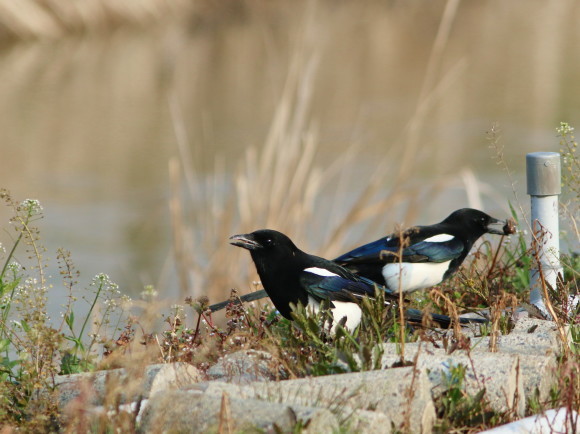 九州佐賀探鳥記 カササギ HYK_d0346713_21340337.jpg