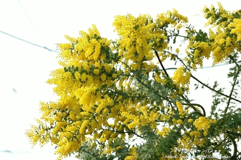 e0052135_17214316.jpg