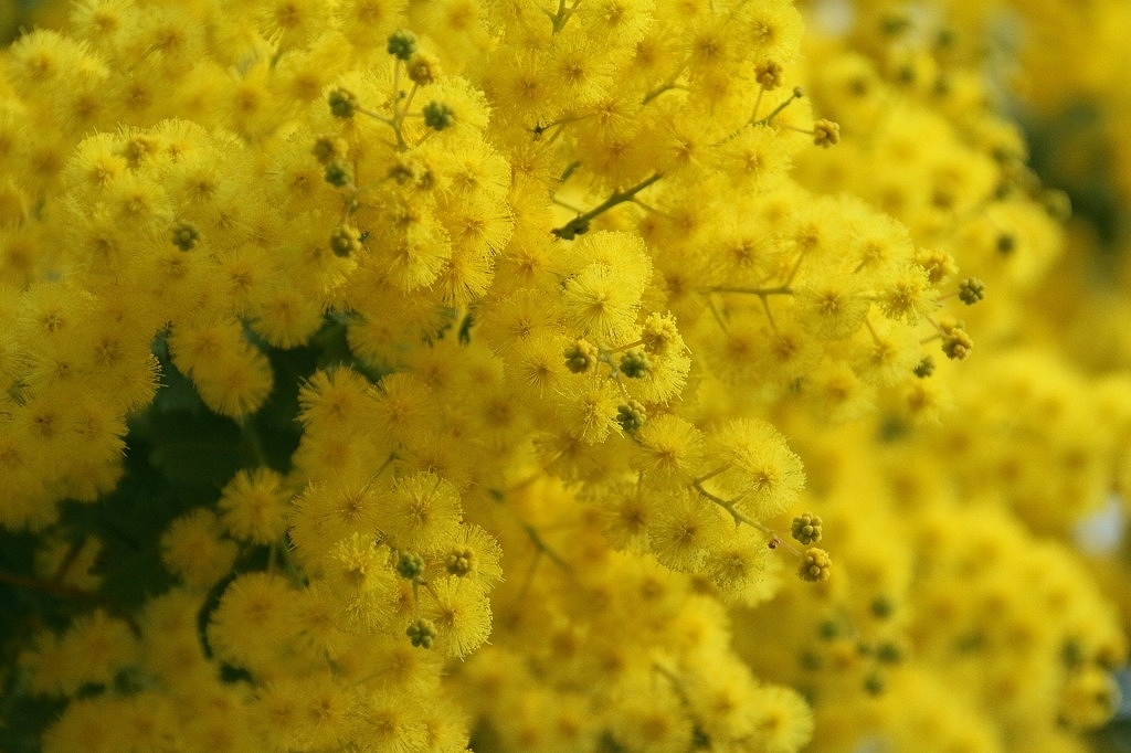e0052135_17215621.jpg