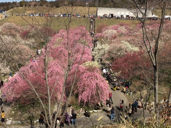 三重県いなべ梅林公園  梅まつり〜〜❣️_b0323340_00204575.jpeg