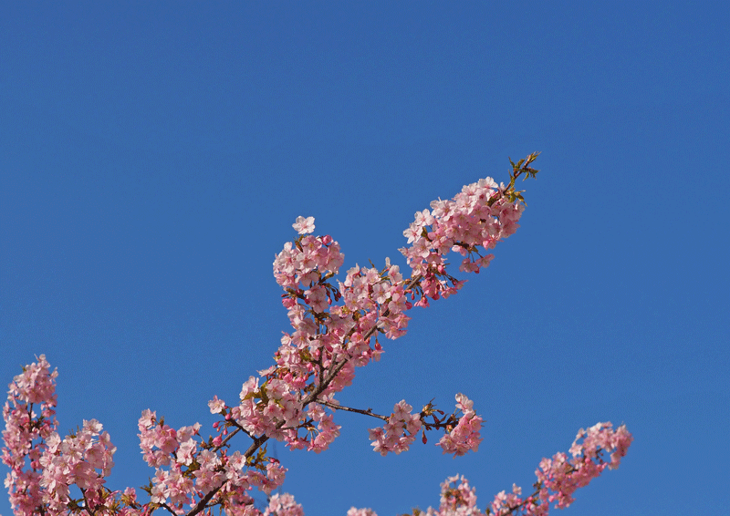 d0290240_10330147.gif