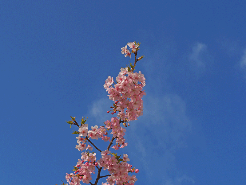 d0290240_10341514.gif