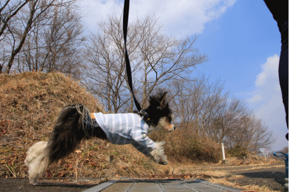 c0145250_14303153.gif