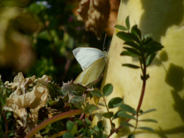 c0045352_19084752.jpg