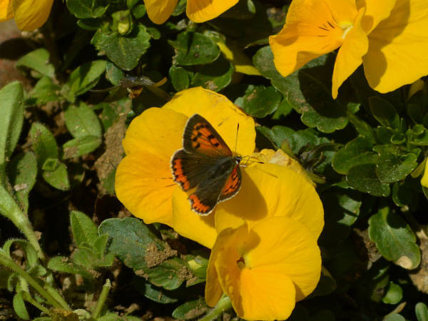 c0045352_19084775.jpg