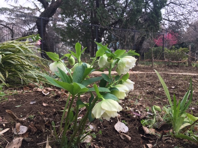 2019年3月の月例会/芽かき、「バラの小径」の草花の整理_a0094959_19253518.jpg