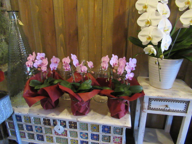 Gate Flower Field 店頭の旬の花束 300円が お買い得 ぴきょログ 軽井沢でぐーたら生活