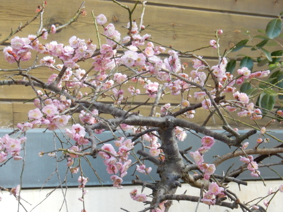 ’19,3,10(日)花粉症じゃなくて風邪でした!_f0060461_09502377.jpg
