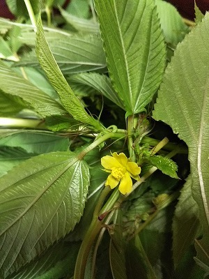 モロヘイヤの花 Minoさんの畑