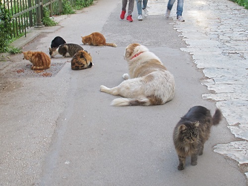 野良犬のサラが3か月ぶりでやって来た！_f0037264_20065465.jpg