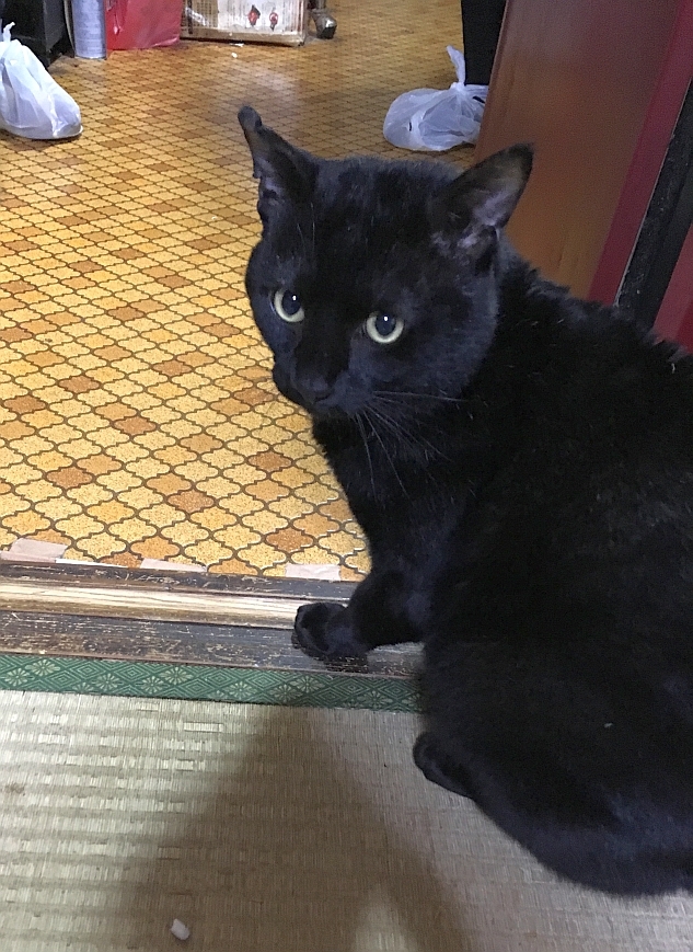 今年度初の譲渡会と、子猫シーズン突入！_c0268274_00094570.jpg