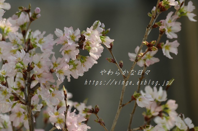 夢の中_a0158478_10490031.jpg