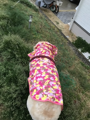 f0315081_22223991.jpeg