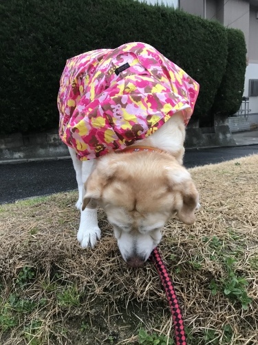 f0315081_22245378.jpeg