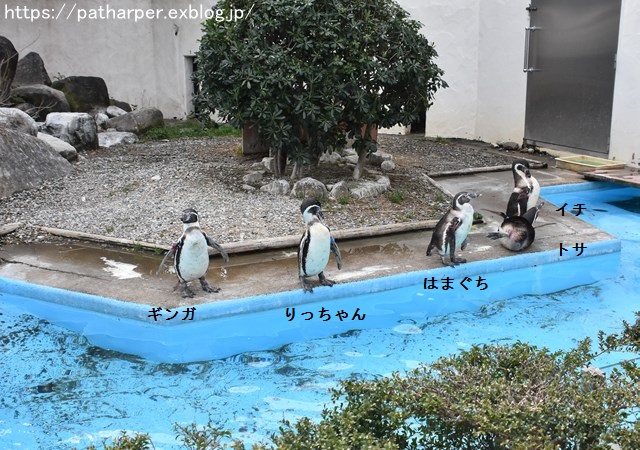 ２０１９年２月　とくしま動物園　その２ フンボズ_a0052986_00578.jpg