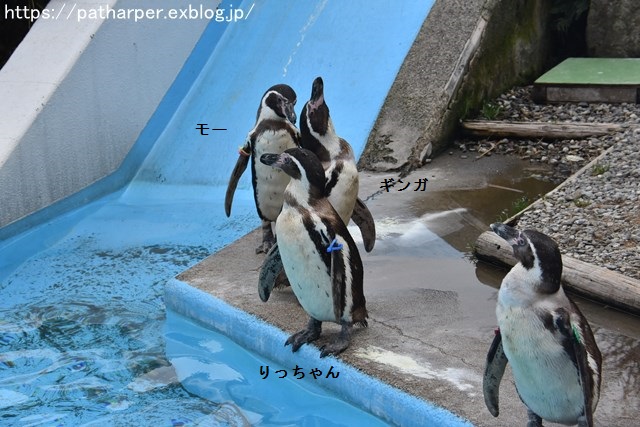 ２０１９年２月　とくしま動物園　その２ フンボズ_a0052986_065193.jpg