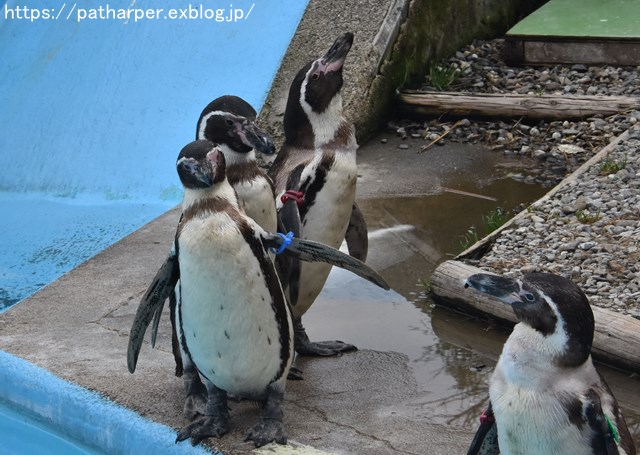 ２０１９年２月　とくしま動物園　その２ フンボズ_a0052986_07256.jpg