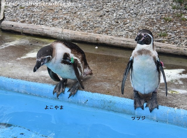 ２０１９年２月　とくしま動物園　その２ フンボズ_a0052986_091760.jpg