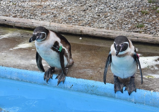 ２０１９年２月　とくしま動物園　その２ フンボズ_a0052986_094584.jpg