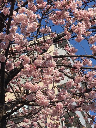 高岳の桜を見に行きました（3月10日）_d0021786_5303562.jpg