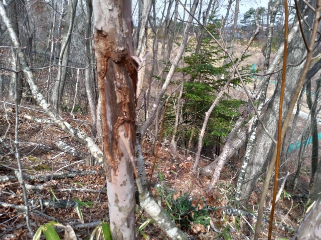 f0100593_17042633.jpg
