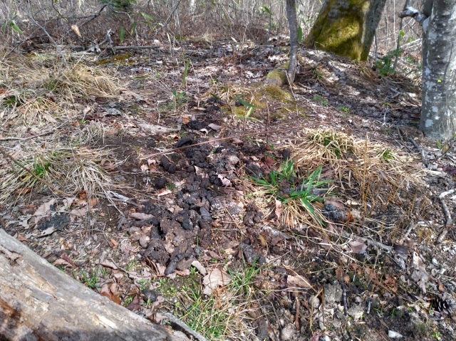 f0100593_17050356.jpg