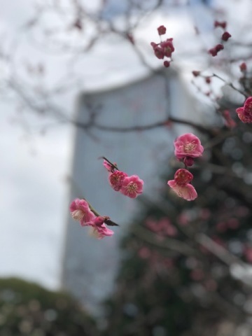 マイホームタウン_a0335202_13381534.jpg