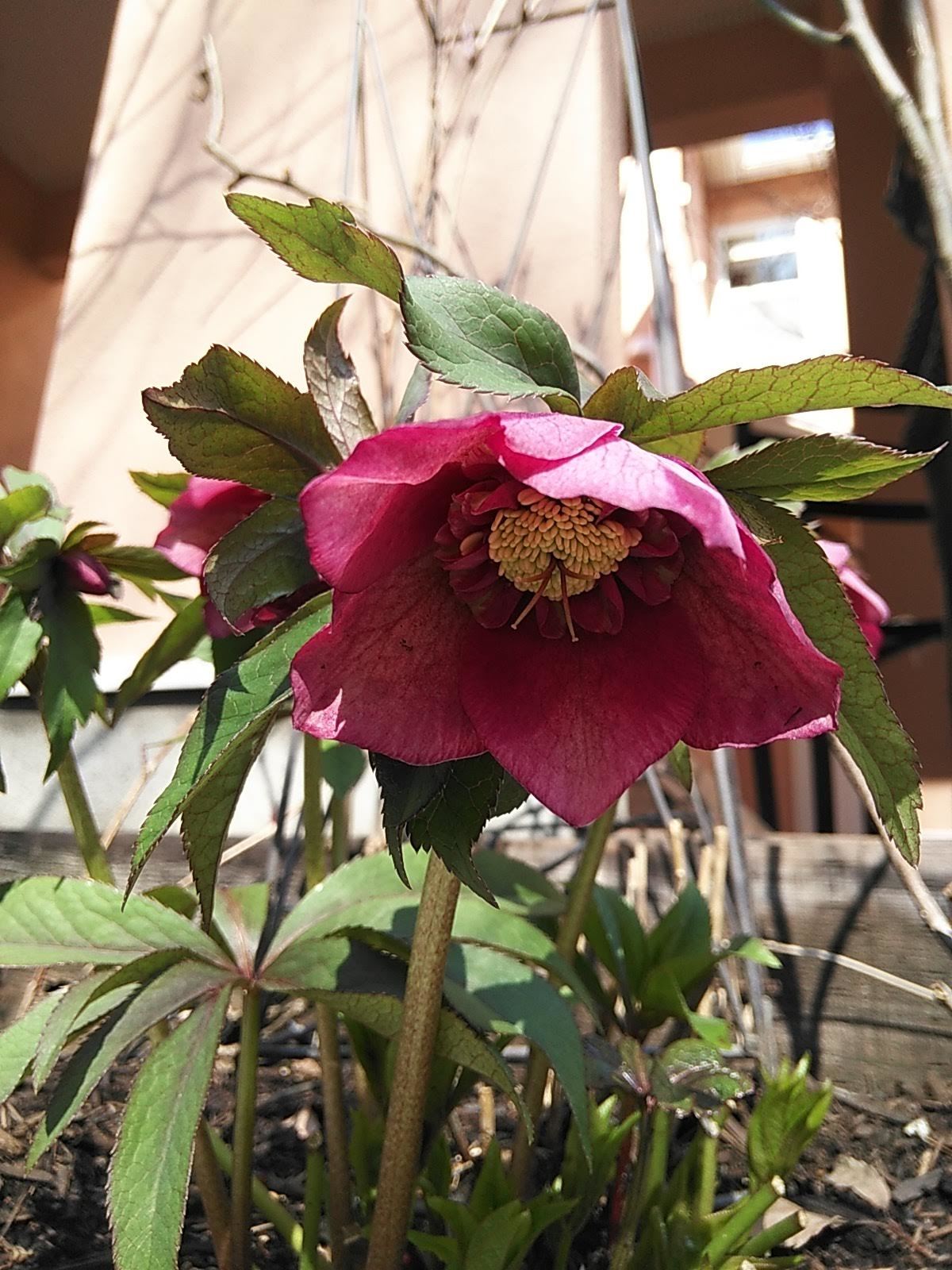 たまには書こう自分の庭･････春の花が咲いてきました♪_b0331802_21584118.jpg