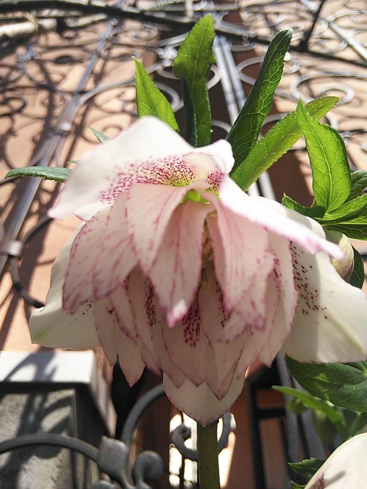たまには書こう自分の庭･････春の花が咲いてきました♪_b0331802_21584138.jpg