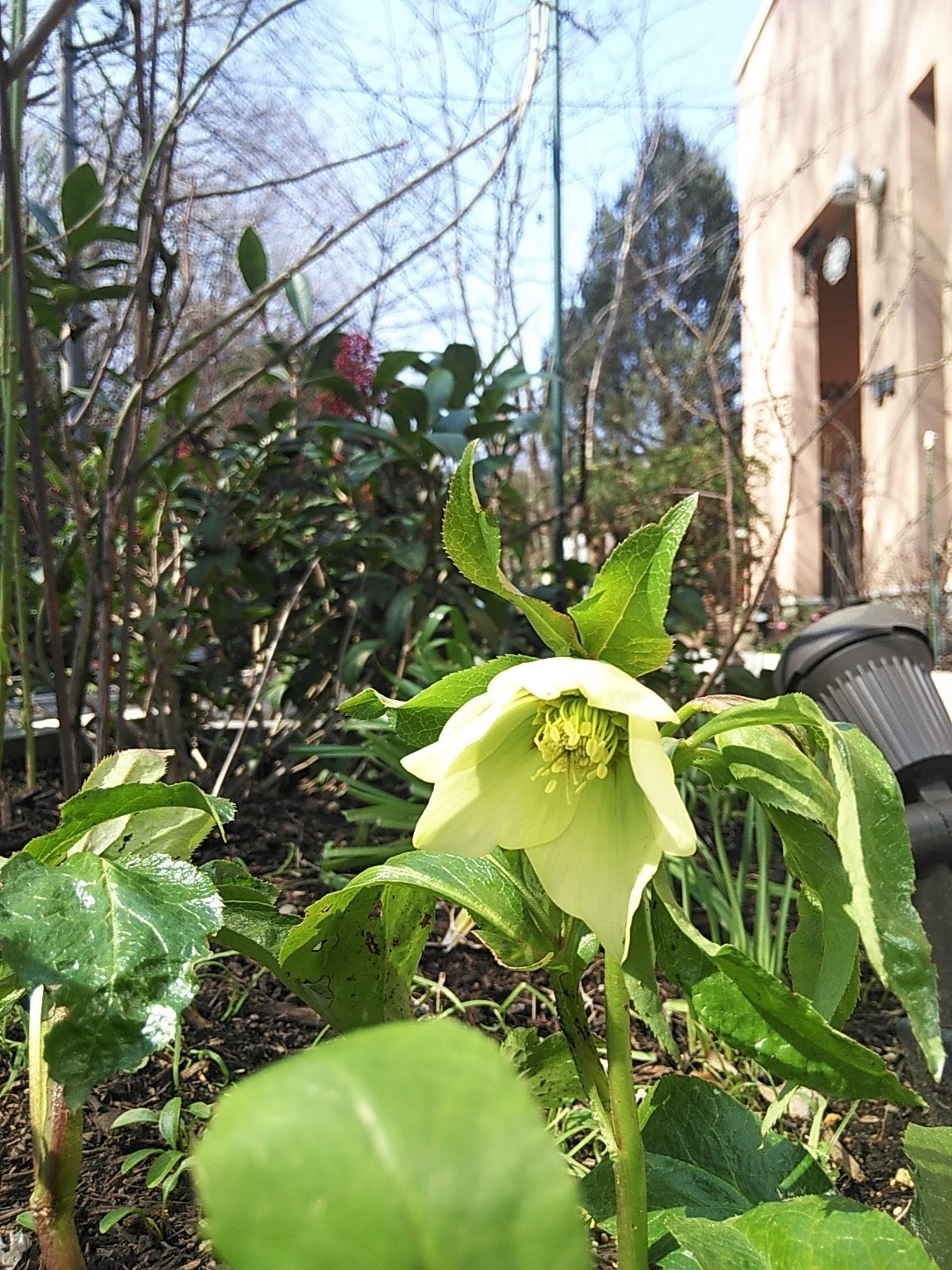 たまには書こう自分の庭･････春の花が咲いてきました♪_b0331802_21584144.jpg