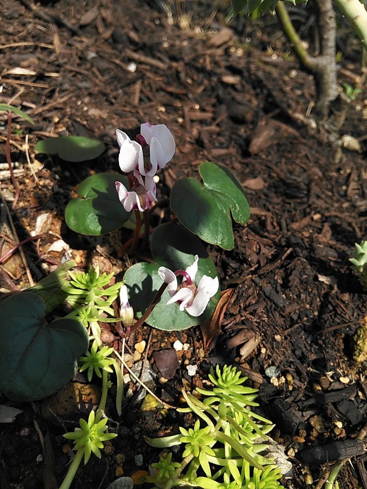 たまには書こう自分の庭･････春の花が咲いてきました♪_b0331802_21584155.jpg