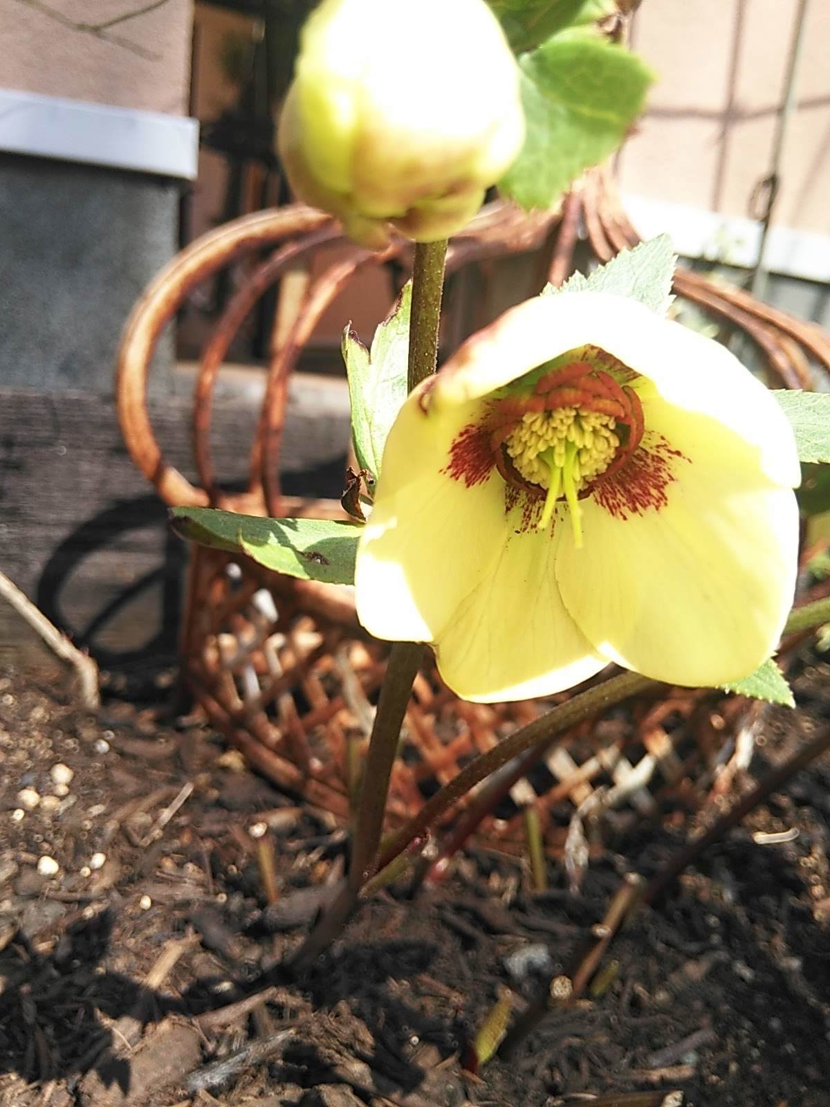 たまには書こう自分の庭･････春の花が咲いてきました♪_b0331802_21584196.jpg