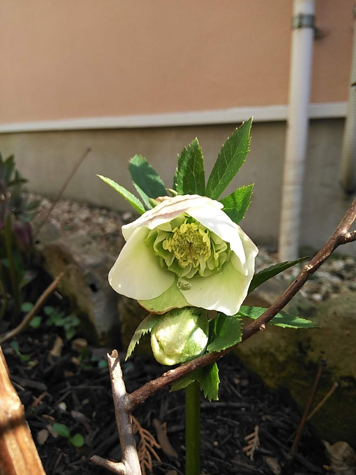 たまには書こう自分の庭･････春の花が咲いてきました♪_b0331802_21584221.jpg