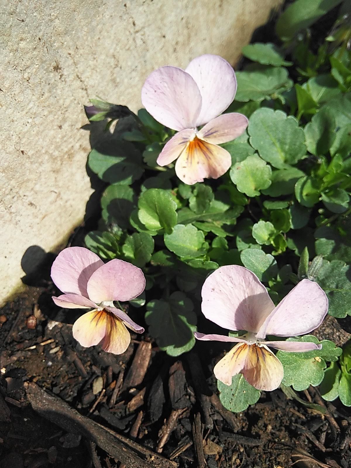たまには書こう自分の庭･････春の花が咲いてきました♪_b0331802_21584236.jpg