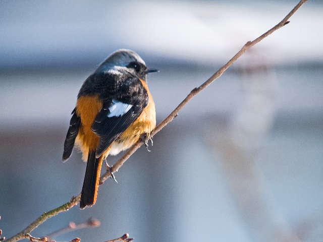 野鳥の来る庭_c0008502_5143330.jpg