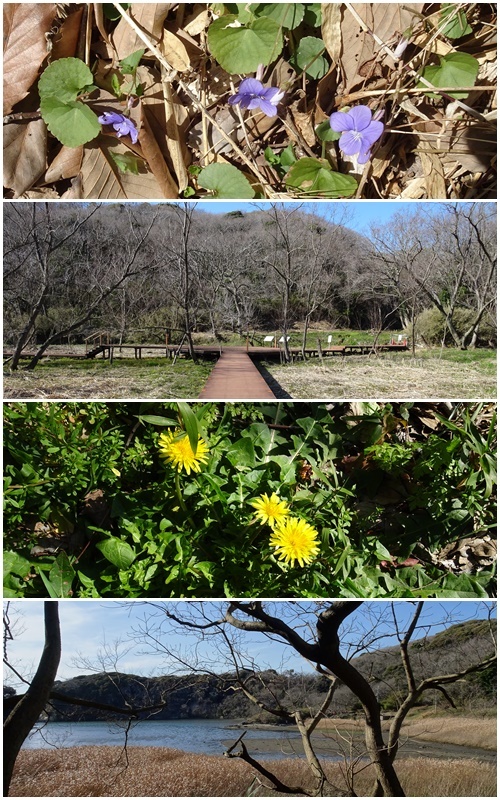 三浦海岸へお花見と、ウォーキング_c0051105_21590964.jpg