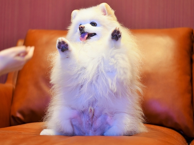 わたしが命じたことと違う_d0360206_01024616.jpg