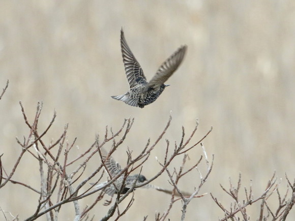 九州長崎探鳥記 ホシムクドリ IHK_d0346713_08354583.jpg