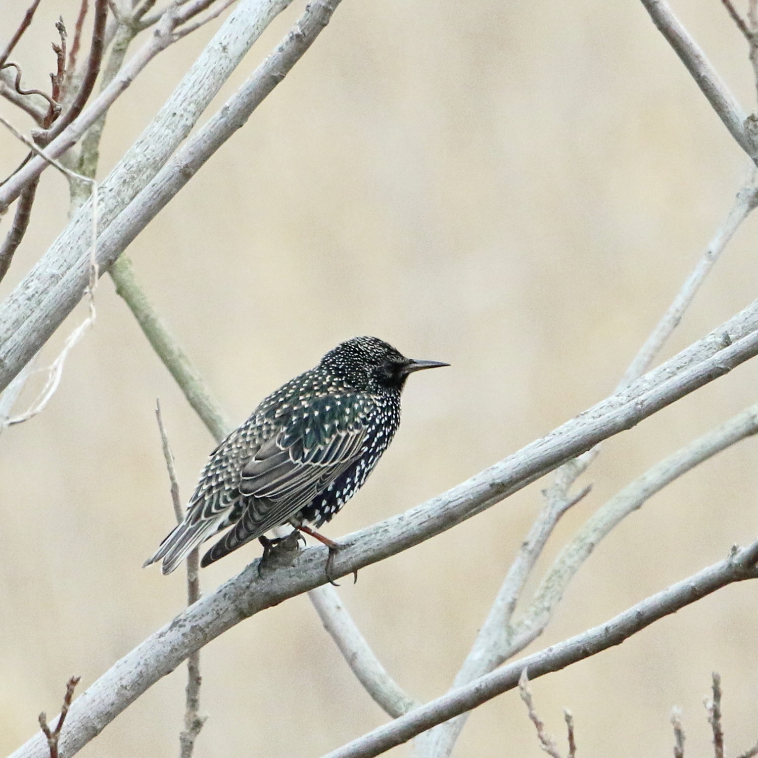 九州長崎探鳥記 ホシムクドリ IHK_d0346713_08365484.jpg