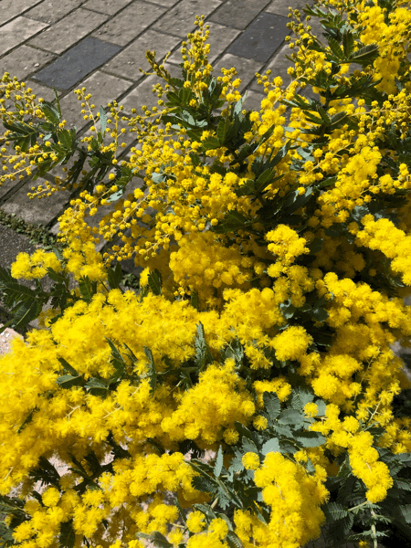 b0268815_12365752.gif