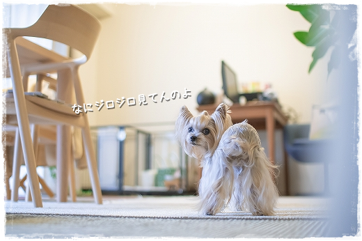 d0179828_10503221.png