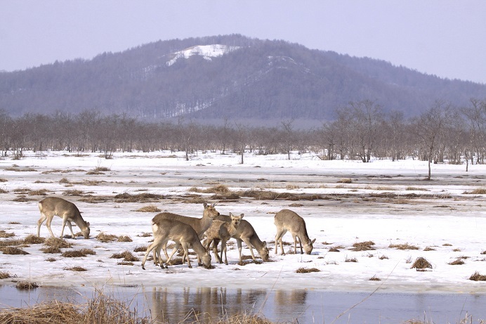 動物たちも春近し 3月11日_f0113639_16541911.jpg